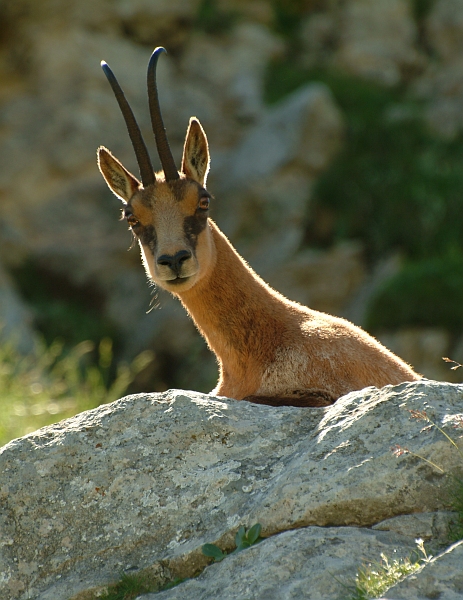 Camoscio d''Abruzzo Rupicapra pyrenaica ornata